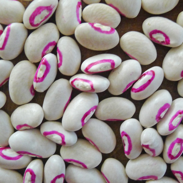 Top Pinkeye Cowpea Vegetable Seed