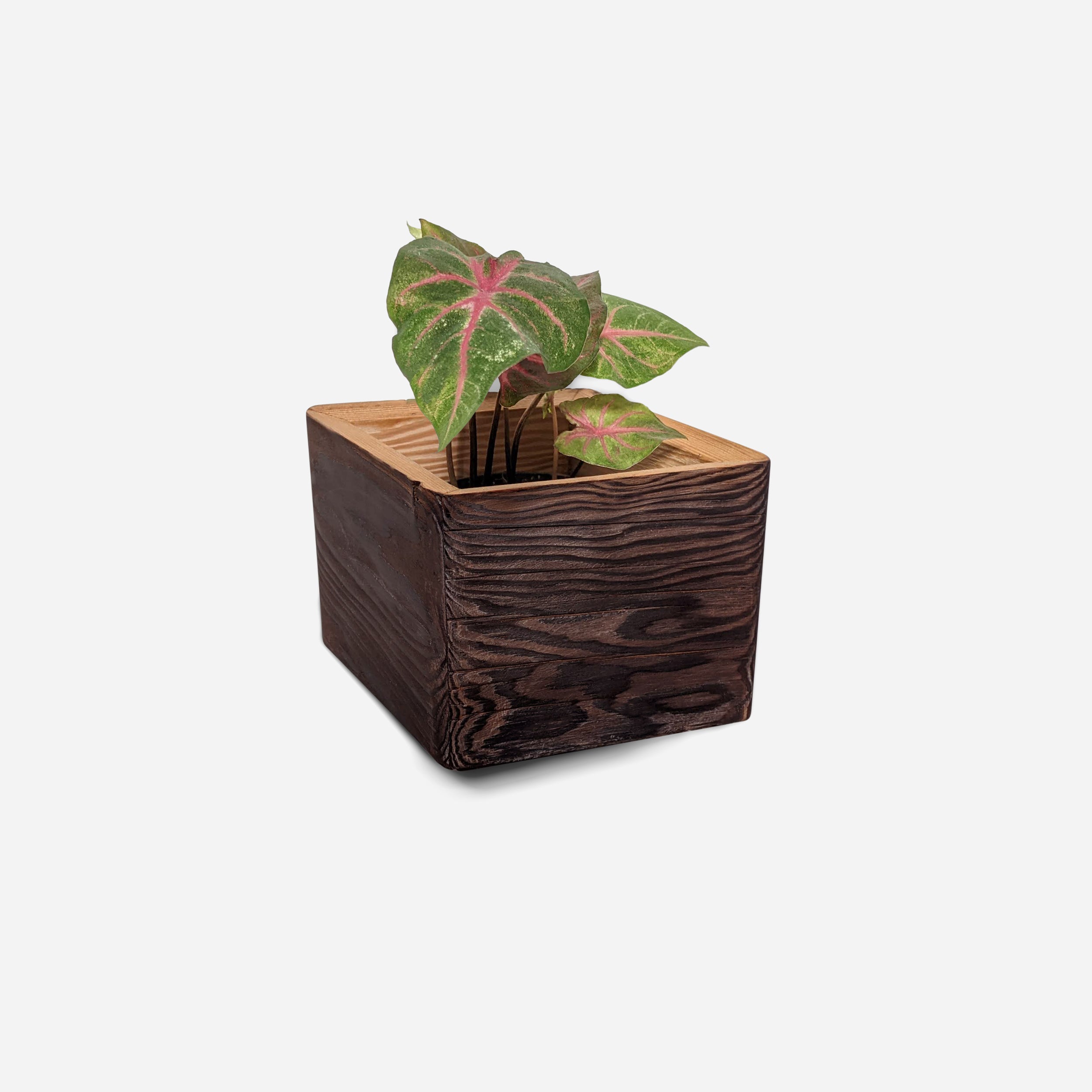 Diamond self-watering, wall-mounted planter