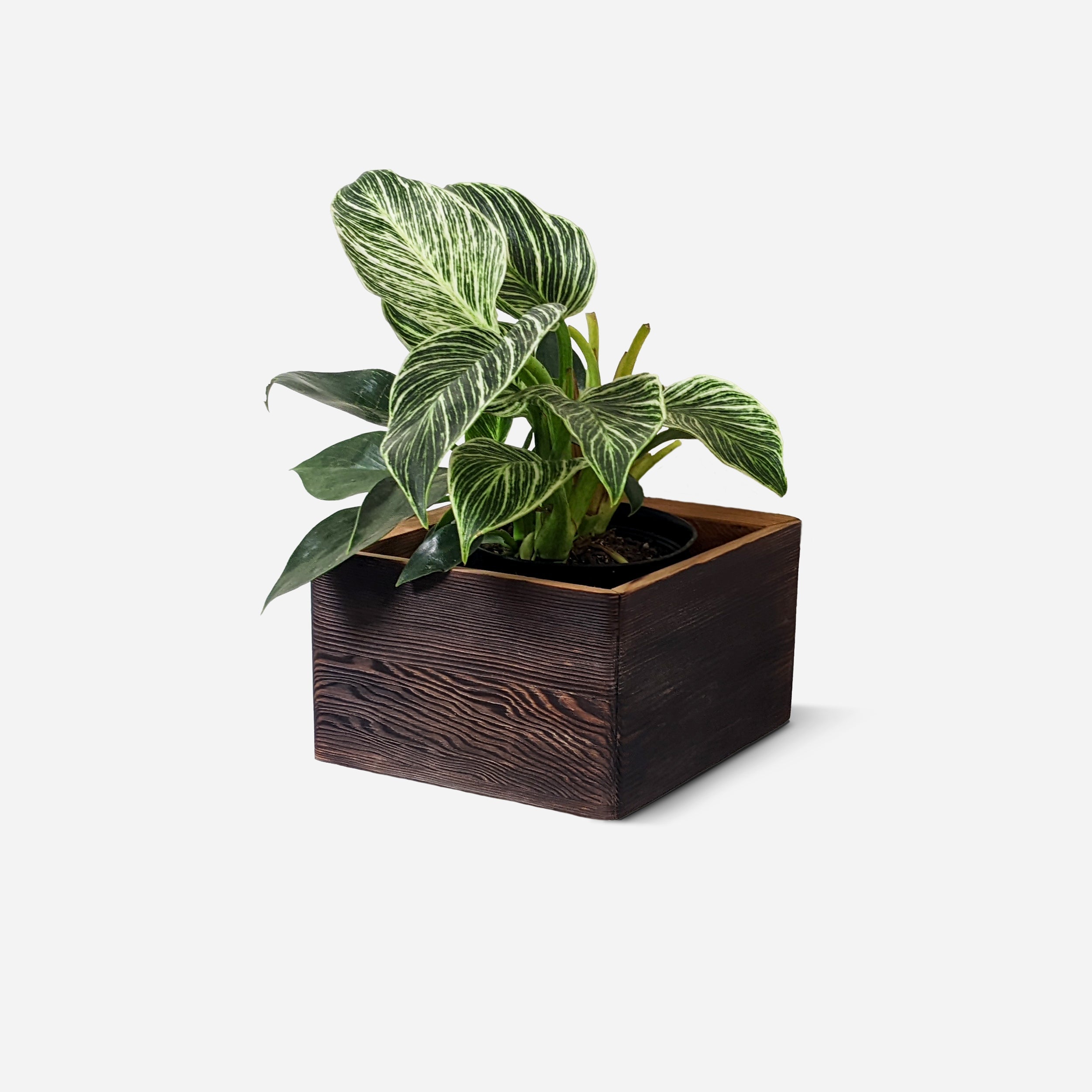 Diamond self-watering, wall-mounted planter