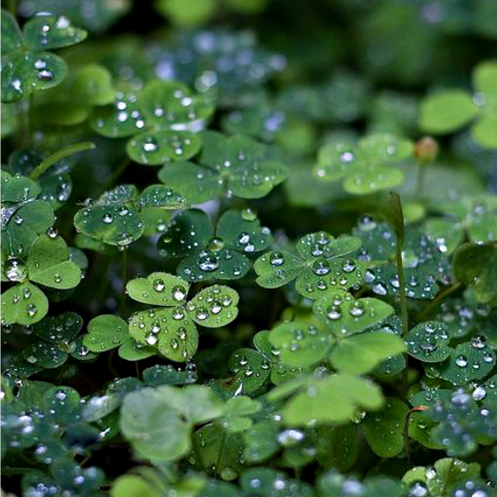 Green Clover & Aloe