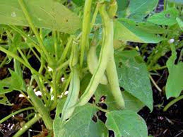 BEAN, TOP CROP BUSH, HEIRLOOM,  NON GMO SEEDS, GREAT TASTING FRESH OR COOKED