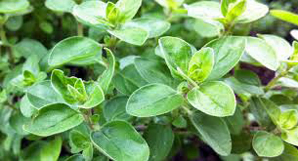 Marjoram Sweet, Heirloom, NON GMO Herb, Marjoram Sweet Seeds