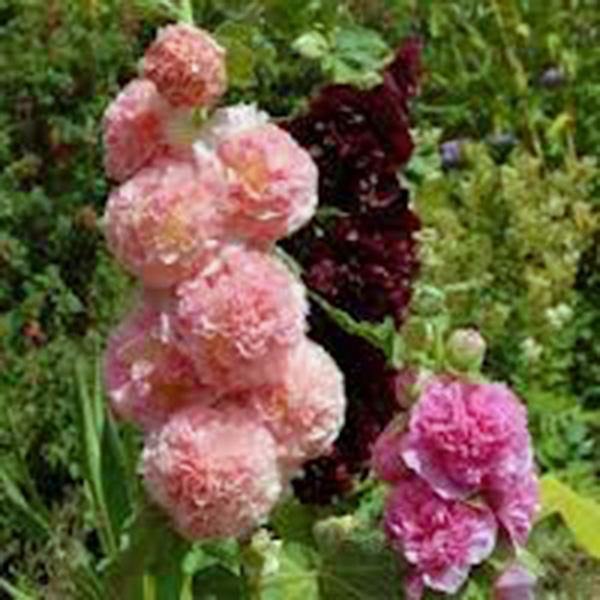 HOLLYHOCK, PINK, RED & YELLOW SEEDS HEIRLOOM,BEAUTIFUL TALL CLUSTERS