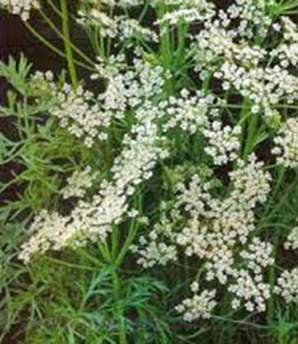 CARRAWAY, HERB SEEDS CAN USE SEEDS, PLANT AND ROOTS ON THIS HERB