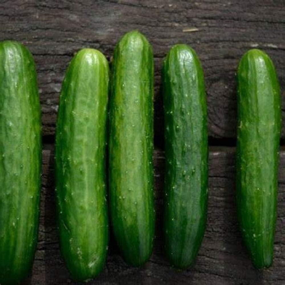 Poinsett 76 Cucumber Seeds  - Non-GMO - Fantastic raw in Salads or in Cool and Tangy Condiments. - Country Creek LLC