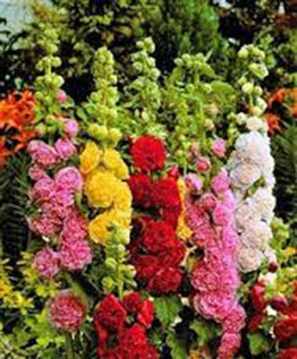 HOLLYHOCK, PINK, RED & YELLOW SEEDS HEIRLOOM,BEAUTIFUL TALL CLUSTERS