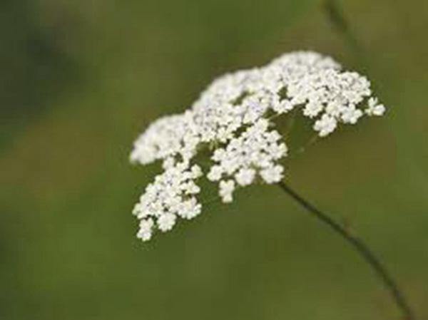 CARRAWAY, HERB SEEDS CAN USE SEEDS, PLANT AND ROOTS ON THIS HERB