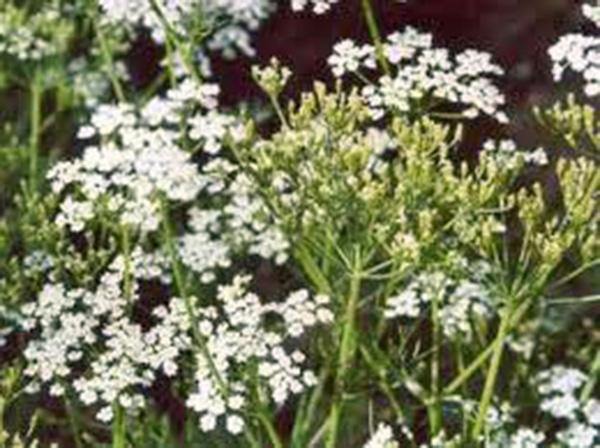 CARRAWAY, HERB SEEDS CAN USE SEEDS, PLANT AND ROOTS ON THIS HERB