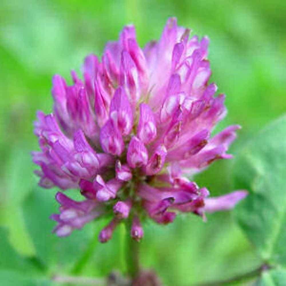 Clover Red Clover, Microgreen for Sprouting,  Red Clover Sprouting Seeds