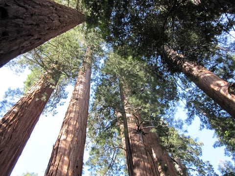 Giant sequoias in Sequoia National Park