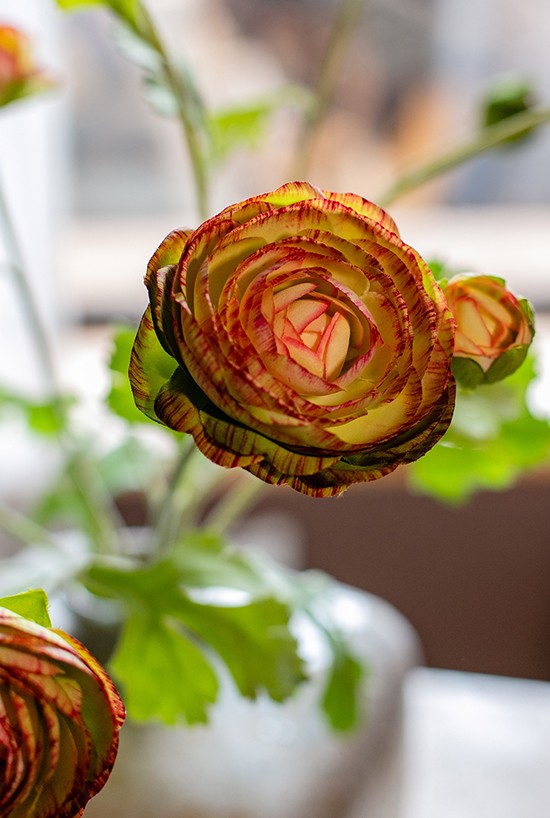 Dining Room Flower Arrangement Ideas, Ranunculus Asiaticus Flowers, Simple Modern Floral Arrangement Ideas for Home Decoration, Spring Artificial Floral for Bedroom