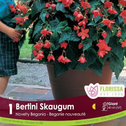 Begonia, Novelty - Bertini Skaugum