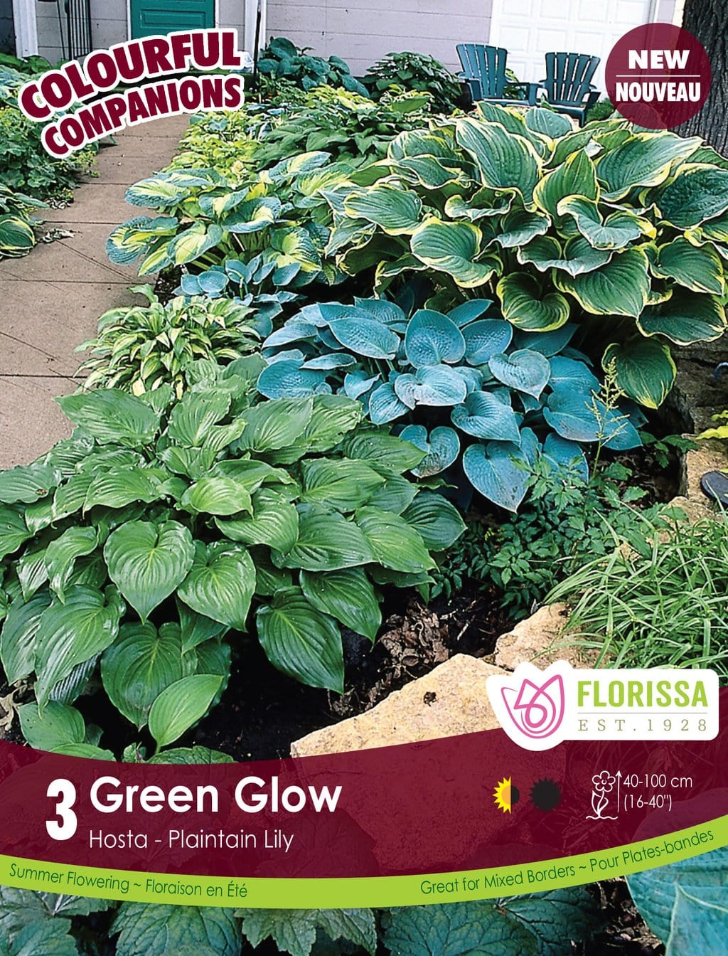 Hosta - Green Glow, Colourful Companions, 3 Pack