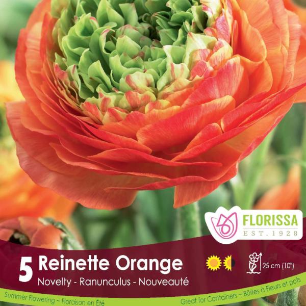 Ranunculus - Reinette Orange, 5 Pack