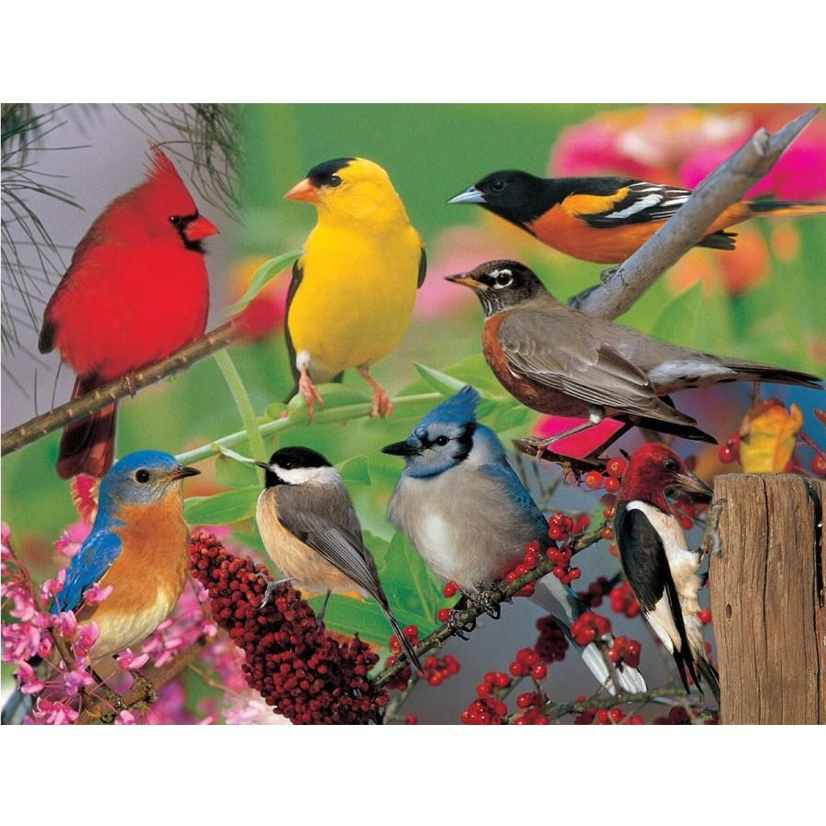 Backyard Birds Jigsaw Puzzle 500 piece