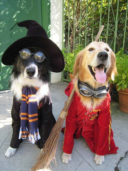 pet Halloween costume